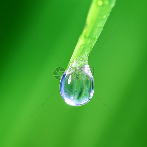 大水滴草本植物反射宏观植物叶子花园气候雨滴阳光背景图片