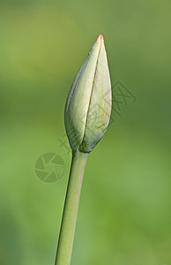 郁金香的芽园艺季节生长灯泡个性生活花坛花园公园植物学图片