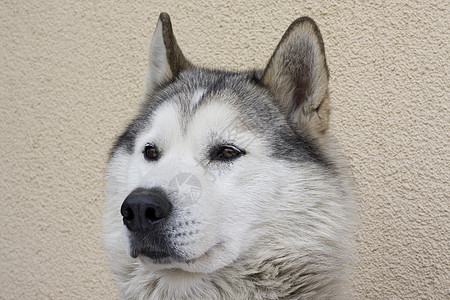 赫斯基 -雪橇狗头图片