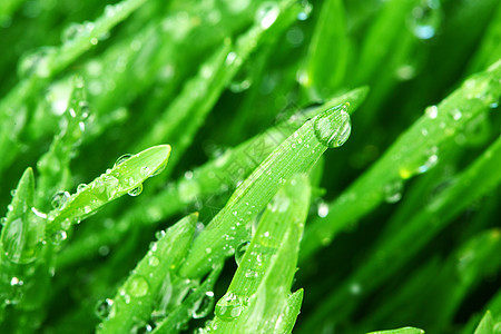 树本背景气候雨滴液体植物生长草本植物花园阳光树叶宏观图片