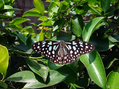 蝴蝶鳞翅目自然蓝色脆弱性气候叶子翅膀标本黑色动物图片