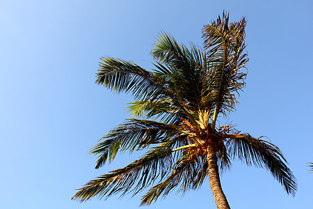 蓝蓝的海枣中海岸海岸线热带支撑假期蓝色旅游阳光场景海景图片