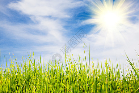 夏日太阳照在田地上图片