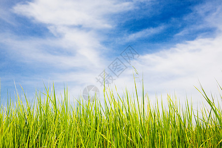 夏云草地园艺墙纸草本植物阳光生活季节太阳花园荒野图片