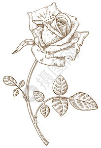 玫瑰绘画漩涡花瓣写意文化墙纸墨水铅笔手工雕刻图片