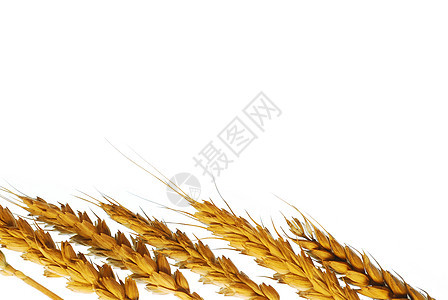 小麦厂背景图片
