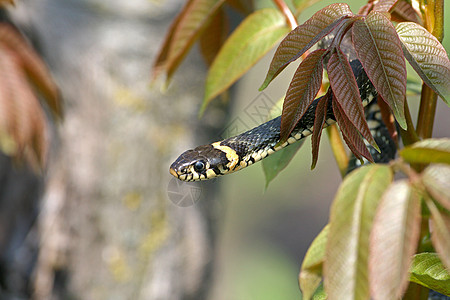 草蛇树木皮肤荒野爬虫蛇皮野生动物绿色危险眼睛蛇头图片