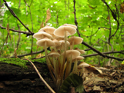 阳光下的蘑菇家庭图片