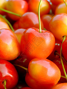 双色樱桃饮食食物营养红色黄色水果图片