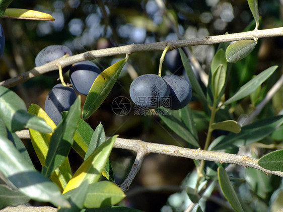 橄榄树天空水果收成蓝色植物图片