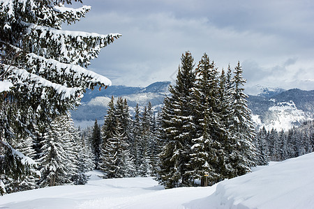 冻结森林寒意松树滑雪粉末旅行滑雪板阴霾季节图片