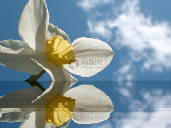 水中的自以为是地平线空地植物群草本植物太阳反射海浪礼物花瓣生长图片