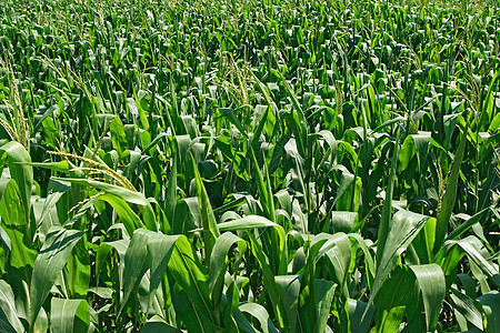 绿玉米地背景图片