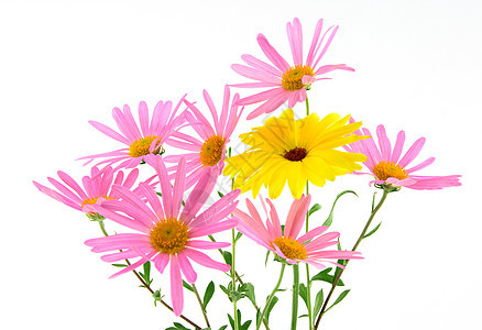 美丽的粉色和黄色花朵图片