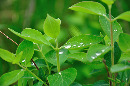 绿叶上的水滴树叶植物群植物墙纸宏观绿色植被水分水平图片