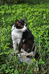 黑猫和白猫猫科花园宠物动物图片
