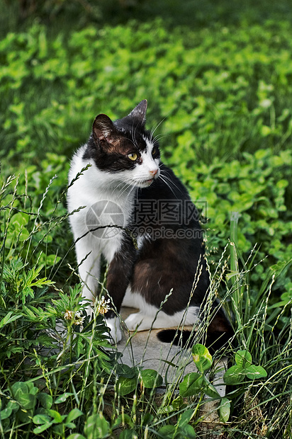 黑猫和白猫猫科花园宠物动物图片