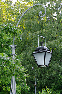 公园树前的街道灯光图片