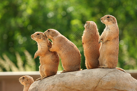 岩石上的草原狗警报地鼠棕色动物土拨鼠动物园图片