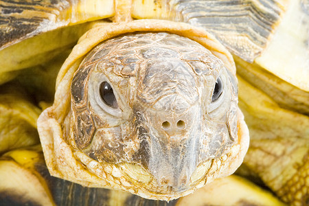 测试场眼睛受保护生物乌龟爬虫野生动物爬行动物动物图片
