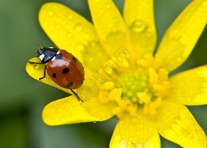 瓢虫昆虫花瓣黄色甲虫绿色植物红色世界背景图片