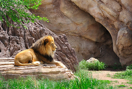 狮子雄狮头发男性捕食者尾巴岩石水平毛皮动物棕色鬃毛图片