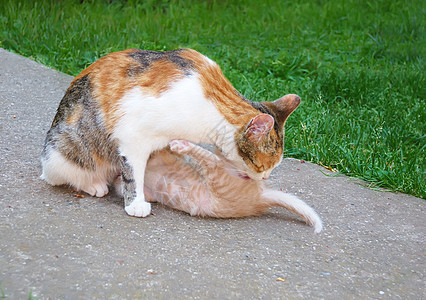 猫和小猫婴儿猫咪牛奶家庭哺乳动物母亲爱抚动物宠物耳朵图片