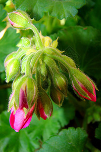 环基粉色绿色花朵花园植物背景图片