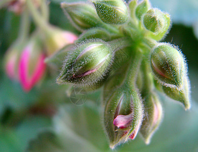 环基绿色花园粉色植物花朵背景图片