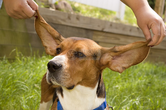 大耳朵比格尔耳朵伴侣犬类朋友男性猎犬软盘鼻子哺乳动物小狗图片