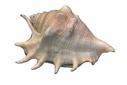 贝壳动物贝类光泽度静物海洋生物图片