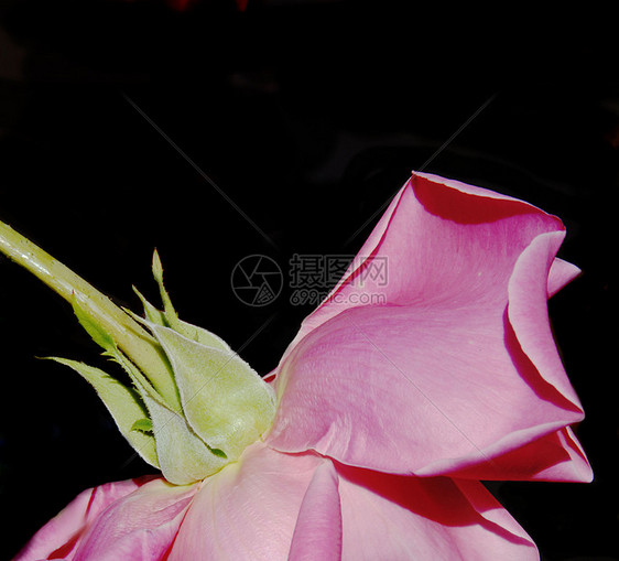 粉红玫瑰香水粉色绿色香气区系热情花朵植物图片