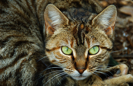 Tab 猫爪子胡须眼睛猫科动物宠物背景图片