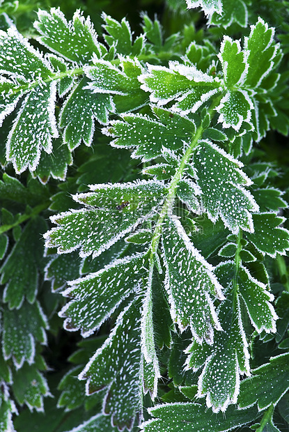 秋末的霜花植物植物学叶子植物群蓝色公园花园水晶季节冻结园艺图片