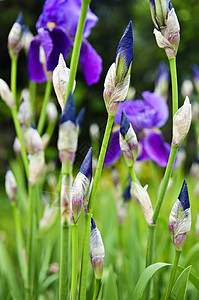 月升起花坛蓝色紫色植物学植物园艺虹膜花园花朵植物群背景图片