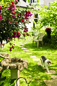 家和花园住宅爱好院子美化后院晴天园林小屋石头途径图片