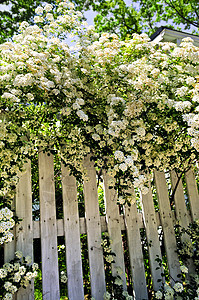 白栅栏 有盛开的灌木丛图片