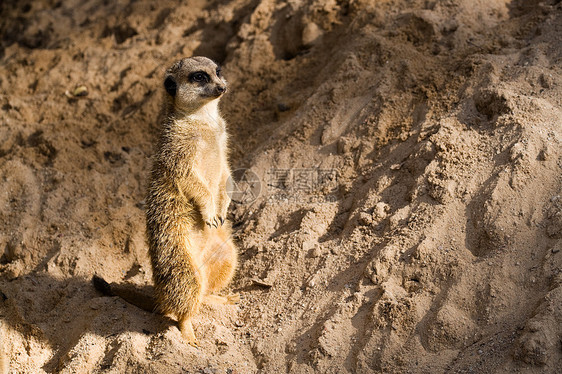 Suricate 或 Meerkat 固化或弥尔卡特图片