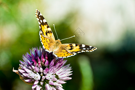 方形上的蝴蝶绿色昆虫紫色脊椎动物动物群环境野生动物黄色植物翅膀图片