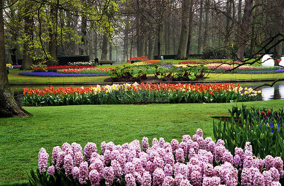 Keukenhof的Hyacinths和图利普斯目的地灯泡旅行池塘花朵郁金香花园图片