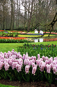 Keukenhof的Hyacinths和图利普斯郁金香目的地旅行灯泡花园花朵池塘图片