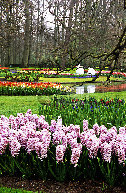 Keukenhof的Hyacinths和图利普斯郁金香目的地旅行灯泡花园花朵池塘图片