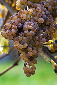Jurancon 葡萄葡萄酒农业农场满生葡萄园栽培旅行葡萄收成图片