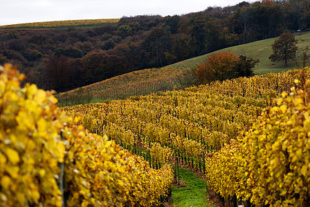法国西南的葡萄园农场农业满生树叶栽培旅行场地图片