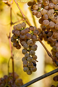 Jurancon 葡萄葡萄酒树叶农业葡萄园满生旅行收成栽培农场图片