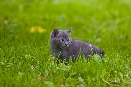 小猫晶须绿色灰色家畜宠物乐趣头发图片