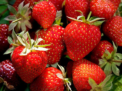 在白色背景中隔离的新鲜和美味鲜嫩草莓收获叶子种子宏观饮食蔬菜茶点甜点水果浆果图片