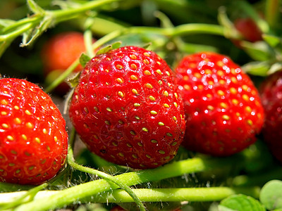 在白色背景中隔离的新鲜和美味鲜嫩草莓饮食叶子茶点浆果蔬菜食物收获水果种子甜点图片