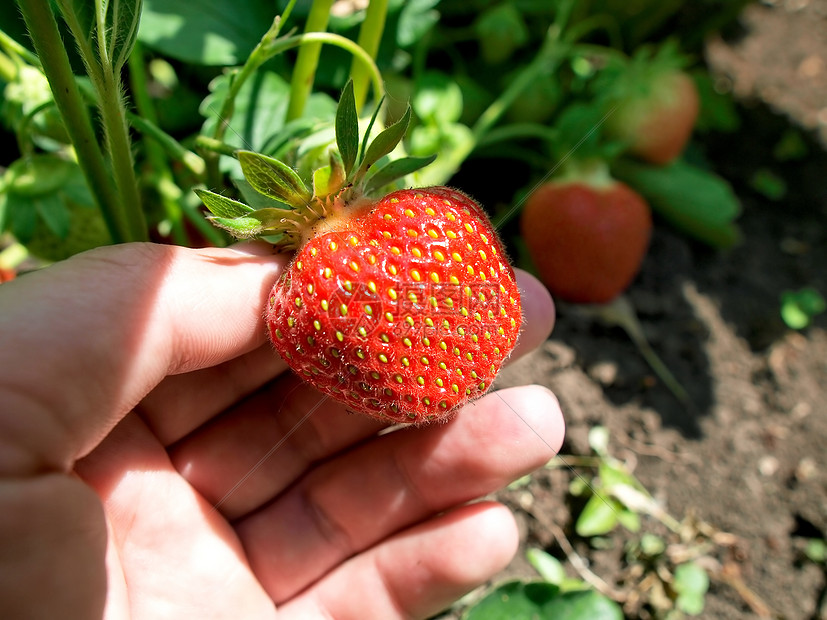 在白色背景中隔离的新鲜和美味鲜嫩草莓种子食物茶点农民甜点饮食叶子水果收获浆果图片