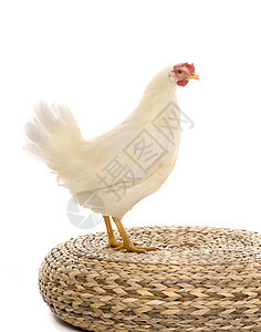 鸡小鸡母鸡动物白色农场农业家禽白鸟翅膀家畜图片